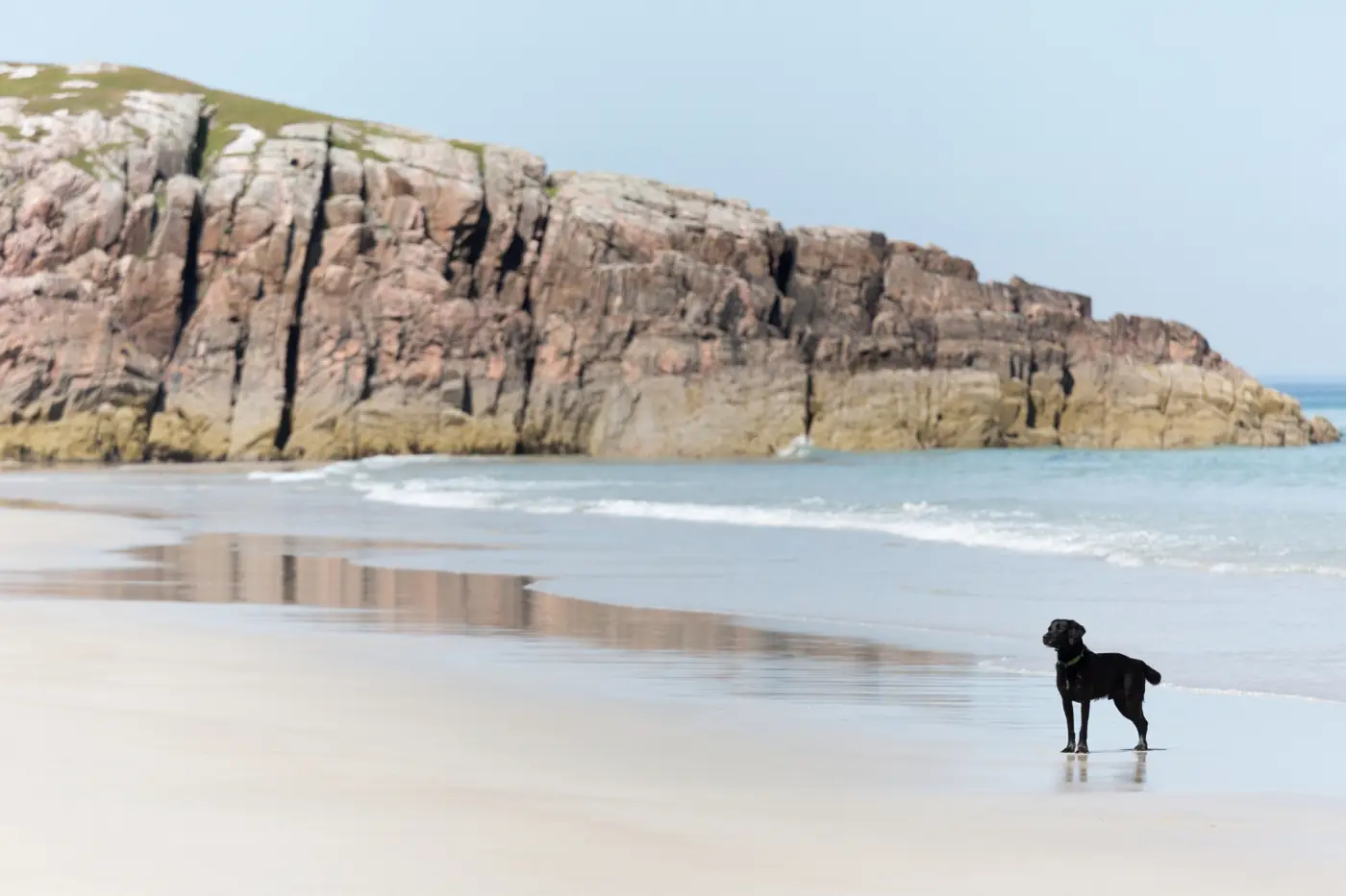 A black dog stands on a white sandy beach in Scotland, with rocky cliffs in the background